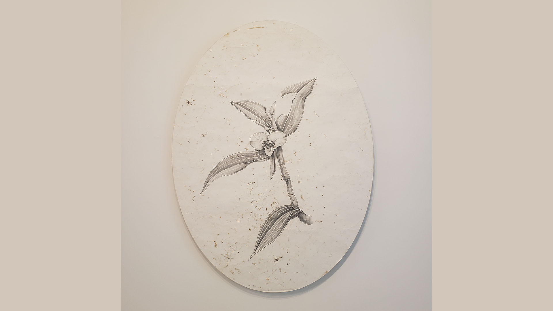 Cohitre, Omar Obdulio Peña Forty