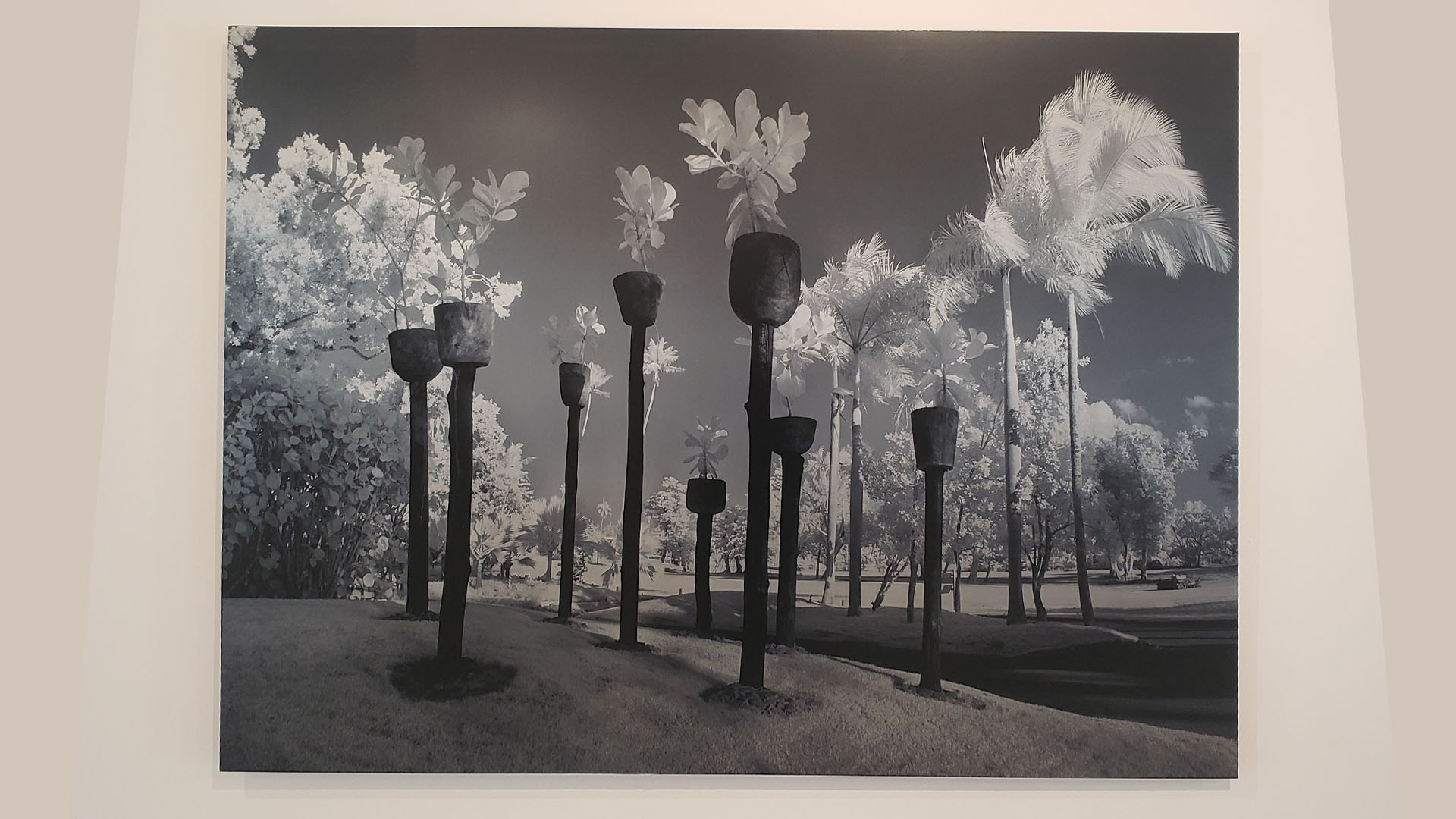 Mata Palo, Salvi Colom