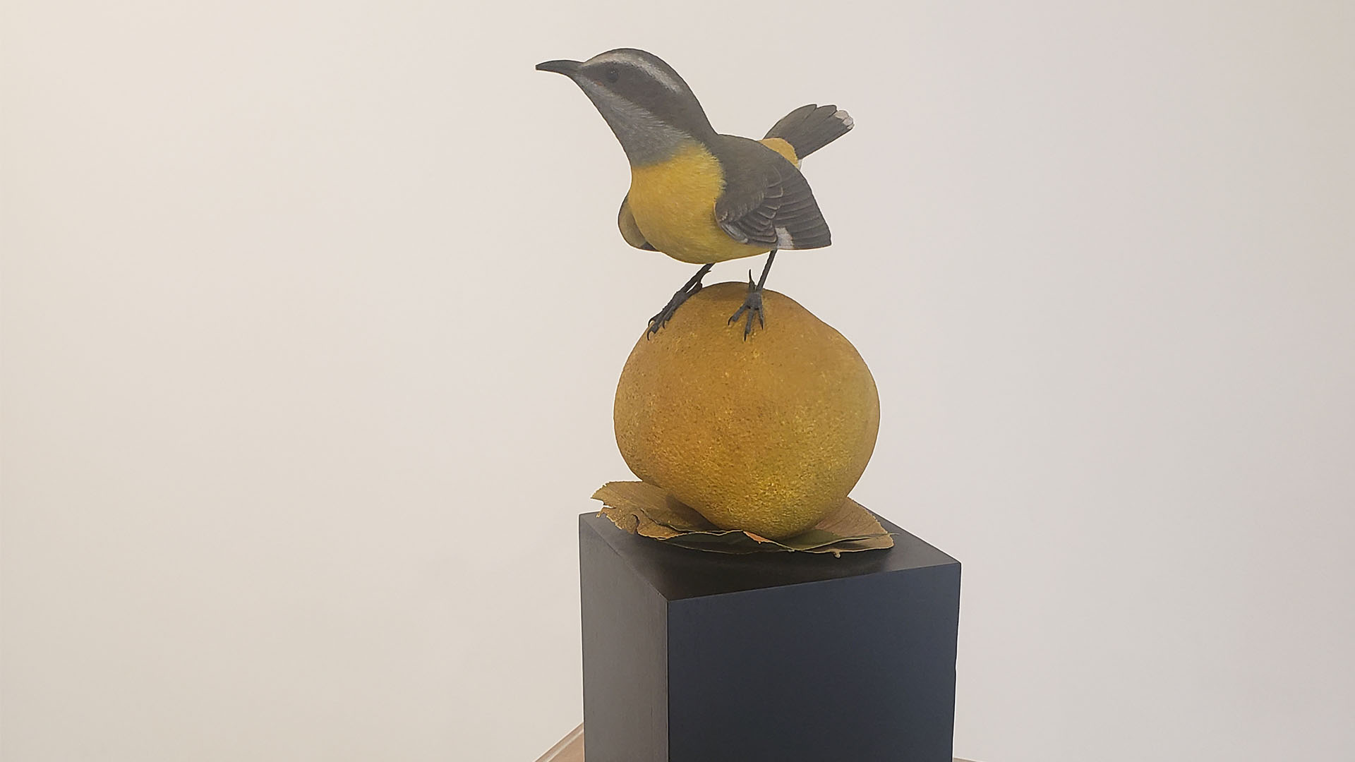 Reinita, Alex Ríos Fernández